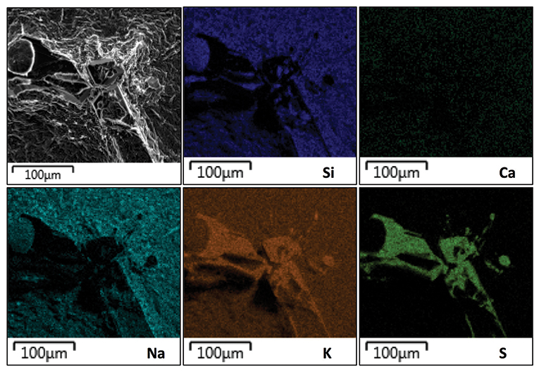 A grid of six backscattered electron images at a scale of 100 micrometers (0.00394 in). The images are labeled Si, Ca, Na, K, and S.